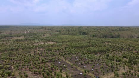 Imágenes-Aéreas-Panorámicas-De-Una-Plantación-De-Eucaliptos-En-Wonosari,-Indonesia.