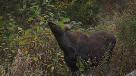 Moose-Calf-Eating-Tree-Leaves-In-A-Forest-Habitat