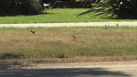 Three-Baby-Masked-Lapwing-Plover-Birds-Walking-On-Nature-Strip