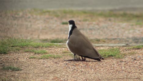 Masked-Lapwing-Plover-Standing-Up-Revealing-Two-Baby-Chicks