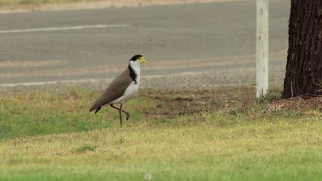 Masked-Lapwing-Plover-On-Nature-Strip-Then-Flies-Away