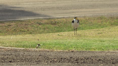 Masked-Lapwing-Plover-Standing-On-Grass-Near-Road,-Baby-Chick-Nesting-In-Foreground