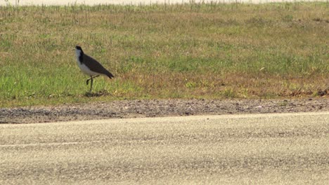 Masked-Lapwing-Plover-Walking-On-Grass-Next-To-Road