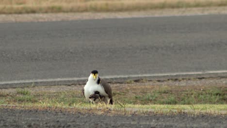 Masked-Lapwing-Plover-Sitting-on-Grass-By-Road-Then-Baby-Chick-Sits-Under-It's-Wing