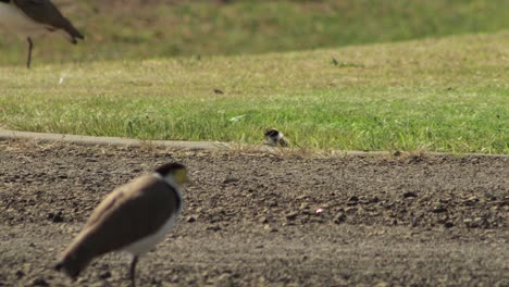 Masked-Lapwing-Plover-Standing-Near-Baby-Chick-On-Gravel-And-Grass