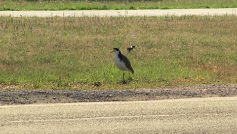 Masked-Lapwing-Plover-Walking-Along-Nature-Strip-With-Baby-Chick