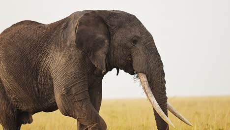 Zeitlupenaufnahme-Eines-Elefanten,-Der-Gras-Frisst-Und-Seinen-Rüssel-Verwendet,-Um-Allein-In-Der-Friedlichen-Landschaft-Des-Naturschutzgebietes-Masai-Mara-Nord-Zu-Fressen.-Afrikanische-Tierwelt-Im-Masai-Mara-Nationalreservat,-Kenia,-Afrika-Safaritiere