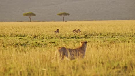 Tiere-Jagen,-Gepardenjagd-Mit-Weglaufendem-Warzenschwein-In-Afrika,-Masai-Mara-Afrikanische-Wildtiersafari-In-Kenia,-Masai-Mara-Erstaunliches-Tierverhalten-In-Der-Wunderschönen-Savanne-Mit-Goldenem-Sonnenlicht