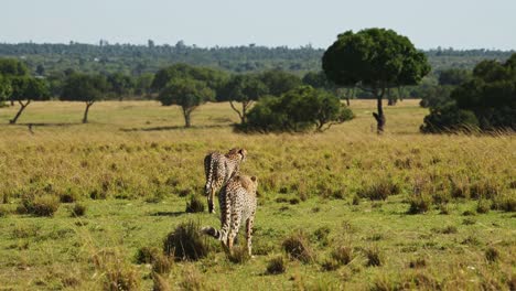 Slow-Motion-Shot-of-Cheetahs-walking-around-wide-open-savannah-plains-searching-for-prey,-African-Wildlife-in-Maasai-Mara-National-Reserve,-Kenya,-Africa-Safari-Animals-in-Masai-Mara