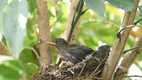 Rufous-bellied-Thrush-baby-bird-learning-to-fly-by-flapping-its-wings-in-the-nest