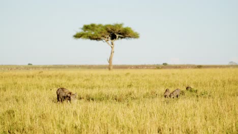 Slow-Motion-Shot-of-Warthogs-wallowing-in-small-pool-in-lush-grasslands,-acacia-tree-in-background,-typical-African-Wildlife-in-Maasai-Mara-National-Reserve,-Kenya