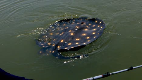 Man-versus-fish-as-rare-Stingray-moves-gracefully-trying-to-evade-being-caught