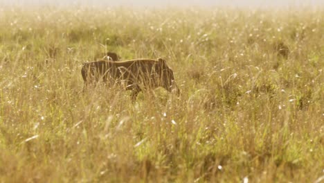Slow-Motion-Shot-of-Warthogs-rushing-walking-through-tall-grass-as-cover-from-predatiors,-African-Wildlife-in-Maasai-Mara-National-Reserve,-Kenya,-Africa-Safari-Animals