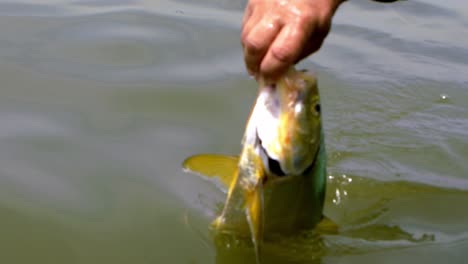 Golden-fish--being-released-back-into-the-water