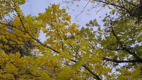 Der-Herbstwind-Weht-Blätter-Von-Bäumen-Und-Sie-Fallen-Herunter,-Melancholische-Stimmung