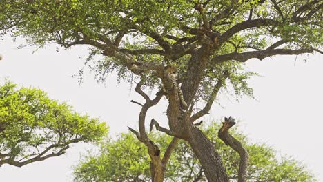 Leopardo,-Hermosos-Animales-Salvajes-De-Masai-Mara,-Acostado-En-Una-Rama-Descansando-Sobre-Un-árbol-De-Acacia-En-El-Safari-De-Masai-Mara-En-áfrica-En-La-Reserva-Nacional-De-Masai-Mara,-Kenia