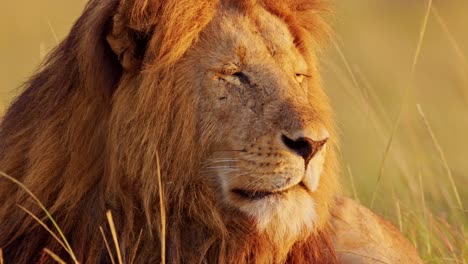 Male-lion-Close-Up,-African-Wildlife-Animal-in-Maasai-Mara-National-Reserve-in-Kenya-on-Africa-Safari-in-Masai-Mara,-Beautiful-Portrait-Waking-Up-in-Morning-Sunrise-Sunlight-in-Sun-Light