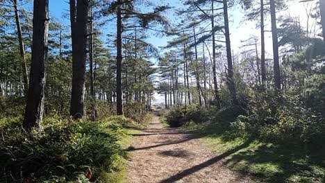 A-panoramic-view-of-a-sunlit-hiking-trail-in-the-woodland-forests-of-Newborough,-Anglesey,-Wales