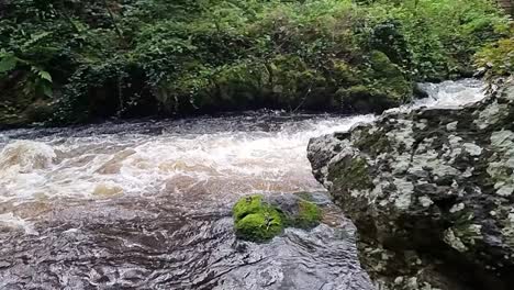 A-beautiful-view-of-a-babbling-brook-with-white-foam-in-lush-greenery-in-Llangefni,-Wales