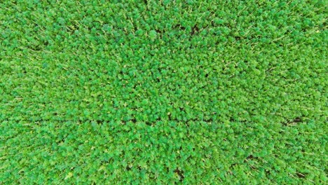 Landing-drone-shot-showing-green-hemp-field-with-cannabis-plantation-in-summer