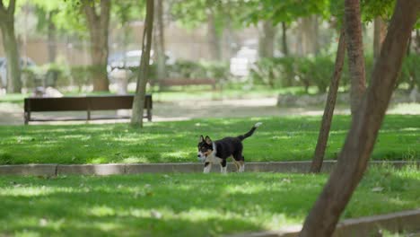 Glücklicher-Hund-Spielt-Apportieren-Im-Park,-Und-Ein-Anderer-Hund-Nähert-Sich