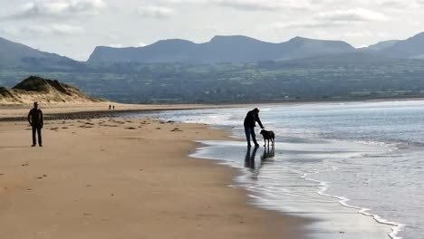 Senior-couple-walking-dog-on-golden-sandy-beach-under-Snowdonia-mountain-range-backdrop