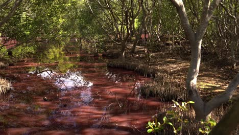 Queensland-Boondall-Wetlands-turned-pink-hue,-a-consequence-of-natural-algal-blooming-during-the-dry-season,-influenced-by-warm-temperatures,-increased-salinity,-and-low-rainfall,-environmental-shot