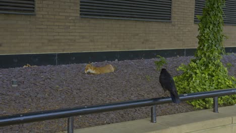 Crow-and-fox-in-urban-environment