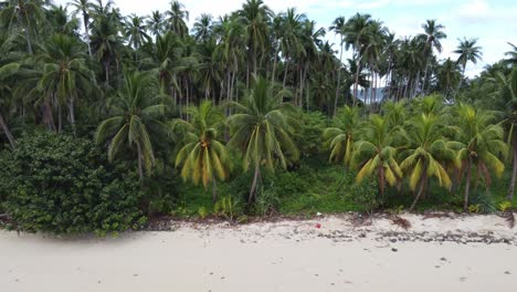 Lush-green-coconut-Palm-forest-and-tropical-white-sand-beach