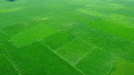 Aerial-view-shot-of-vast-paddy-fields