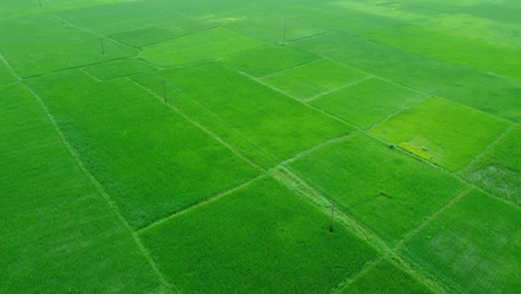 Aerial-view-shot-of-vast-paddy-fields