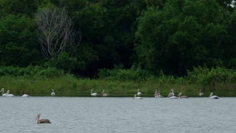 One-in-the-front-moving-to-the-left-while-a-flock-at-the-back-at-the-edge-of-the-water-moving-also-together-to-the-left,-Spot-billed-Pelicans-Pelecanus-philippensis,-Thailand