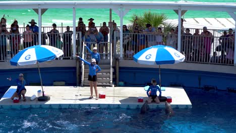 Dolphin-jumping-through-the-ring-out-of-the-water-during-the-dolphin-show-in-Aquarium