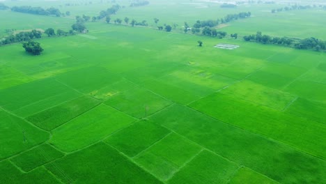 Luftaufnahme-Von-Riesigen-Reisfeldern