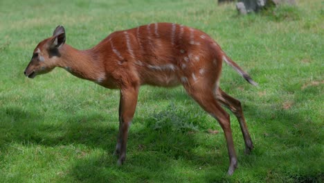 Close-up-west-African-sitatunga-or-marshbuck-licks-it's-fur-on-green-meadow