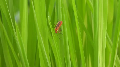 Cucaracha-Roja-En-Pasto-De-Arroz.-Hoja