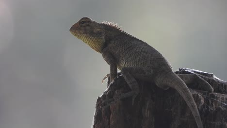 Lizard-in-tree-waiting-for-pry-