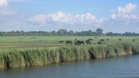 A-stud-of-Frisian-horses-in-a-meadow,-filmed-from-a-passing-ship-on-a-sunny-day