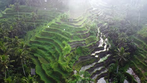 Aerial-4K-Drone-Footage:-Serene-Misty-Morning-at-UNESCO-Tegalalang-Rice-Terraces,-Ubud,-Bali