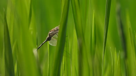 Dragonfly-in-rice-leaf-waiting-for-pry