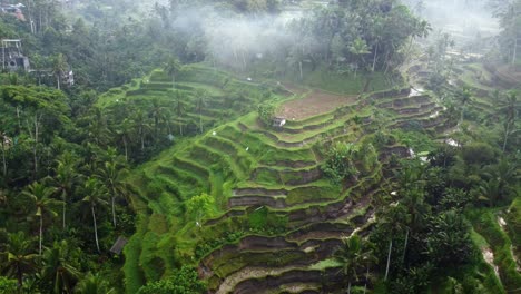 Aerial-4K-Drone-Footage:-Serene-Misty-Morning-at-UNESCO-Tegalalang-Rice-Terraces,-Ubud,-Bali