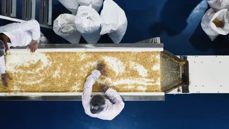 Aerial-view,-peanuts-are-being-checked-by-women-wearing-safety-gloves-on-a-conveyor-belt-in-a-peanut-butter-factory