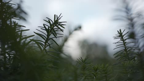 Close-up-static-shot-of-branches-of-a-fir-tree-as-they-blow-in-the-wind-providing-a-cool-and-wintry-atmosphere-in-a-cool-and-dreary-weather