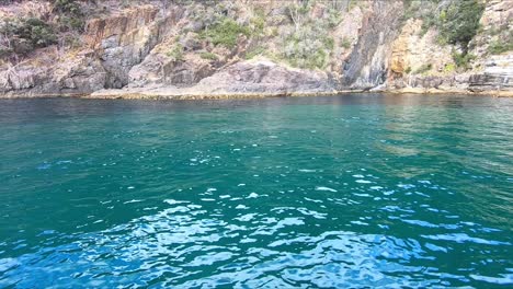 Bruny-Island,-Tasmania,-Australia---15-March-2019:-Seal-swimming-close-to-shore-spotted-by-passengers-on-a-tourist-boat-at-Bruny-Island-in-Tasmania-Australia