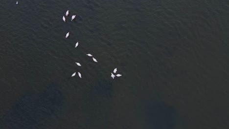 Aerial-top-down-shot-showing-group-flamingos-standing-in-flat-water