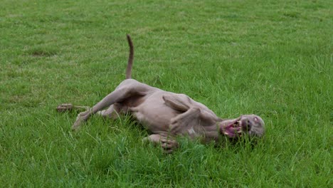 Playful-grey-Weimaraner-rolling-around-in-the-long-grass-having-fun-on-a-walk-in-slow-motion