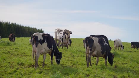 Kühe-Fressen-Frisches-Gras,-Während-Der-Bulle-Sie-Muht