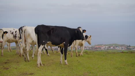Young-cows-arrive-at-the-end-of-their-pasture,-with-a-great-view-of-a-village-and-the-ocean-in-the-background