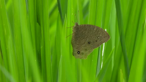 Butterfly-in-rice-grass-