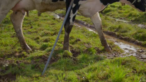 A-close-up-shot-of-cow-hooves-while-walking-trough-the-grass-and-mud,-revealing-the-cows-face-with-a-rope